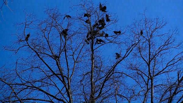 Continuă războiul cu ciorile în Târgu Jiu. Păsările nu se lasă păcălite nicicum, așa că autoritățile au apelat la o ultimă soluţie