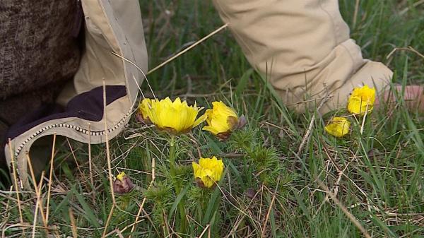 Floarea frumoasă, dar toxică în care o comună din Mureş îşi pune speranţele. Era folosită pentru a vopsi ouăle de Paşte