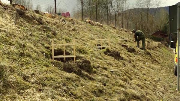 Pomii fructiferi din Băile Tuşnad au fost tăiaţi pentru a scăpa de urşi. 24 de copaci au fost anual sursă de hrană