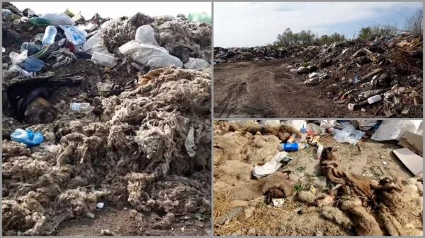 "Miroase ca pe front, poate şi mai rău". Fostul şef al Gărzii de Mediu, descoperire macabră pe un câmp la marginea Bucureştiului