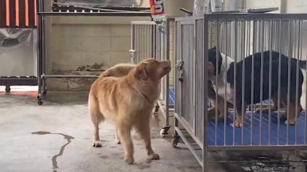 Daisy, un golden retriever pus pe joacă. Imaginile au ajuns virale pe reţelele de socializare