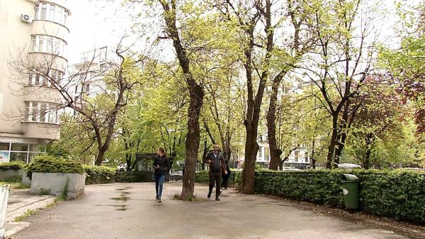 Arborii din Capitală stau să cadă la prima furtună. Unde s-au blocat solicitările pentru defrişarea copacilor periculoși