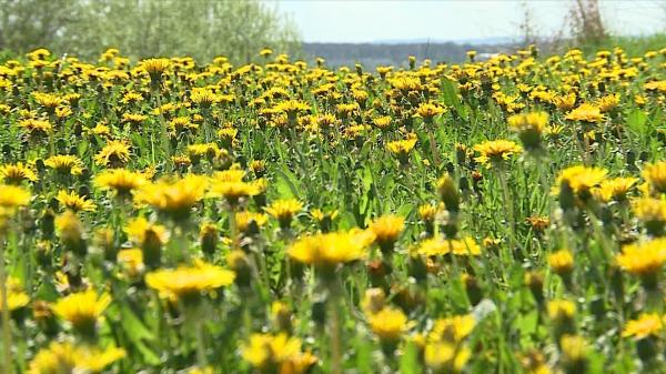 Planta cu proprietăți terapeutice pentru zeci de afecțiuni. Când trebuie culeasă