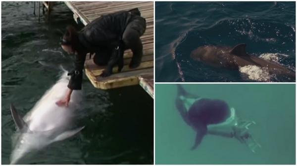 Delfinii militari ai ruşilor, descoperiţi la nici 300 de kilometri de România. Imagini din satelit din ţarcurile amenajate în portul Sevastopol