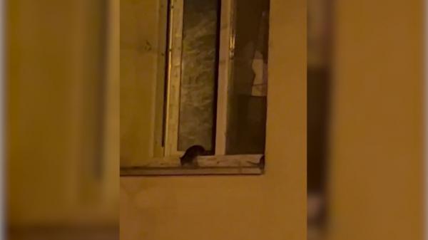 Șobolanii s-au adunat în cartierele de lux din București. S-au găsit și vinovații: cei care hrănesc porumbeii