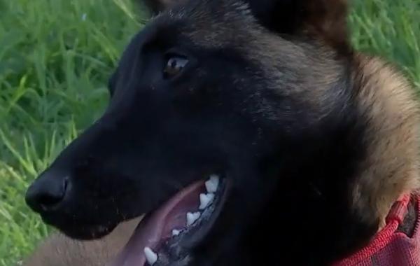 Aki, noul membru al departamentului de pompieri din Cluj. Ciobănescul belgian va ajuta autorităţile în misiunile dificile