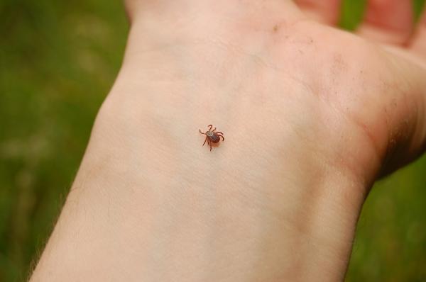 Mușcătura de căpușă: Medicii explică condiția necesară pentru a se transmite periculoasa boală Lyme