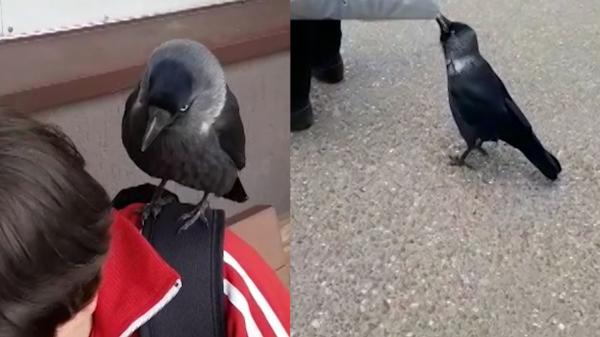 O stăncuţă din Bârlad, vedetă locală după ce a învăţat să stea în preajma oamenilor. E în stare de orice ca să primească de mâncare