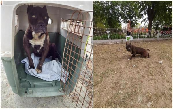 Scos dintr-o canalizare din Eforie Sud, un căţel orb din rasa Pitbull îşi arată recunoştinţa salvatorilor săi, aşa cum poate