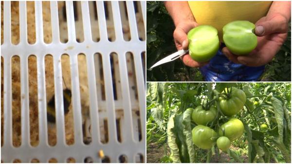 Roşii polenizate cu bondari aduşi din Italia. Cât costă şi cum schimbă producţia de legume