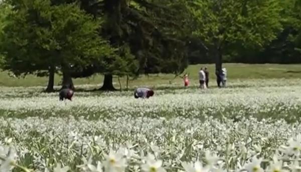 Colțul de rai din satul Vad care atrage, în fiecare mai, turiști din toate colțurile țării. Zona este rezervație naturală