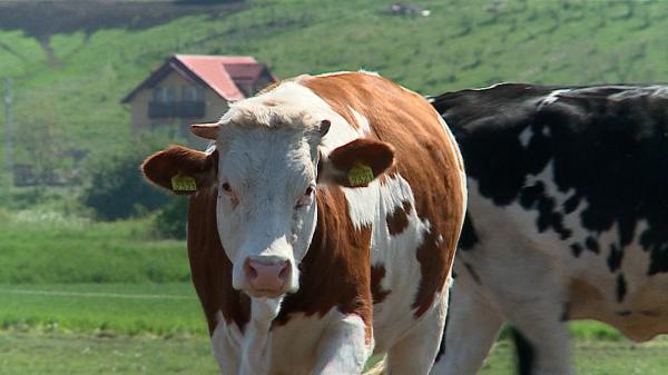 "Vedeta" fermelor româneşti, care dă 6.000 de litri de lapte pe an. Am putea da lovitura în marile magazine