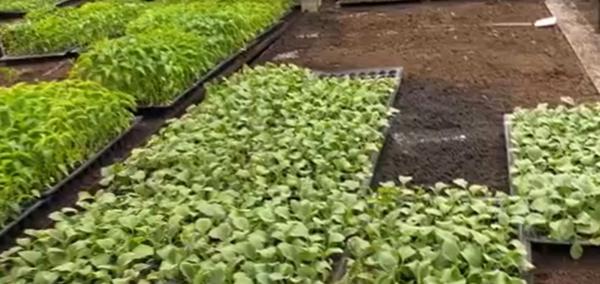 Cu răsadurile prin curier: Din serele Staţiunii de Cercetare Legumicolă din Buzău, în toată ţara