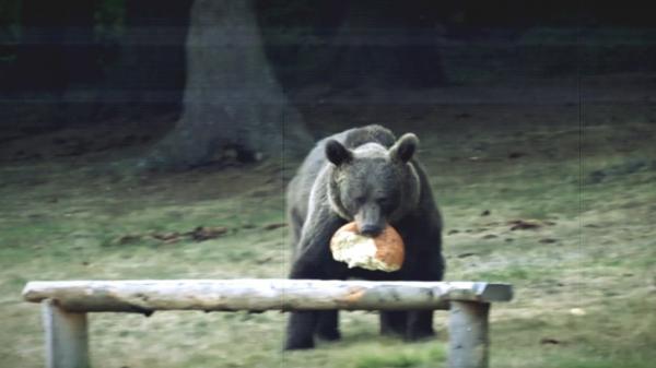 13 urşi din Covasna vor fi împuşcaţi. Localnicii s-au plâns că le distrug gospodăriile şi le ucid animalele