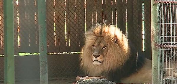 Panică la Grădina Zoologică din Târgu-Mureș. Vizitatorii au fost evacuați de urgență și duși la adăpost