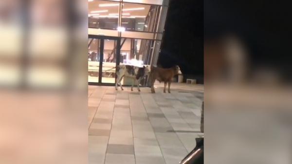 Două vaci, "vedete" în aeroportul din Timişoara. Animalele au fost filmate în timp ce se plimbă pe terminalul sosiri