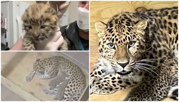 Doi pui din cea mai rară specie de leopard din lume, cei mai noi membri ai grădinii zoologice din Saint Louis