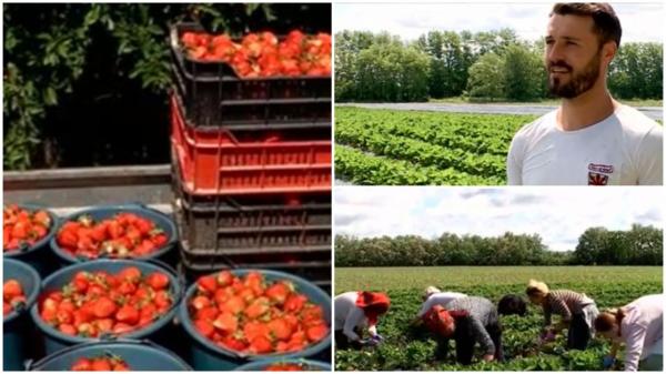 Căpşunile româneşti, ocolite de cumpărători, deşi sunt mai ieftine faţă de cele din import. Care ar fi explicaţia