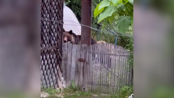 Momentul în care o ursoaică intră alături de cei trei pui în curtea unei case din Prahova