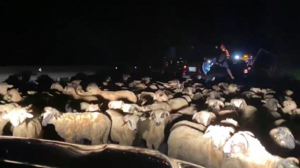 Dezastru pe o șosea din Prahova, după ce un TIR plin cu oi s-a răsturnat. O sută de animale au murit, alte câteva zeci au fost rănite