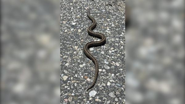 Cum să eviți mușcătura de viperă și ce să faci în cazul în care ești mușcat