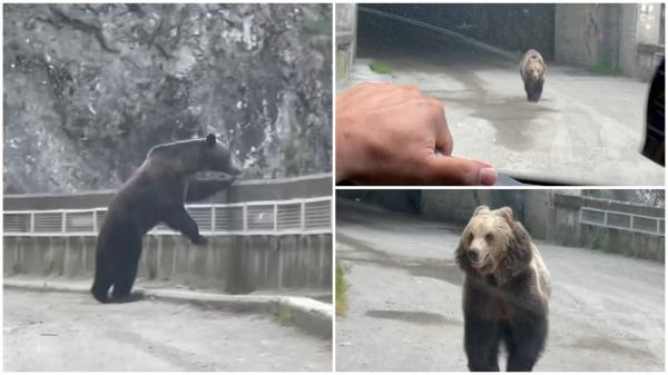 "Luminița de la capătul tunelului nu e mereu ok". Doi urşi au ieşit alergând dintr-un tunel de pe Transfăgărăşan