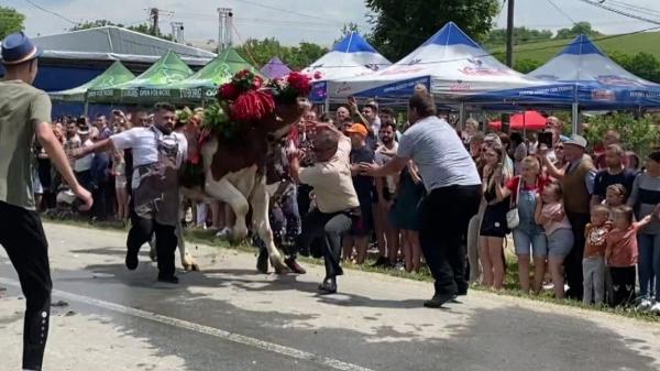 Momentul în care un bărbat este trântit la pământ de un bou, la un festival de tradiţie din Cluj - VIDEO