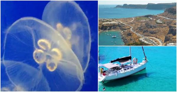 Avertisment pentru românii care aleg să-și petreacă vacanța în Grecia: Fiți foarte atenți la meduzele mov