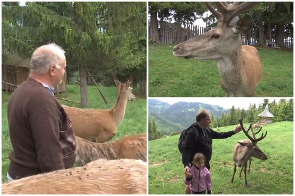 Afacerea unui român care creşte cerbi în vârf de munte, lângă Vatra Dornei. Preţul unei nopţi de cazare