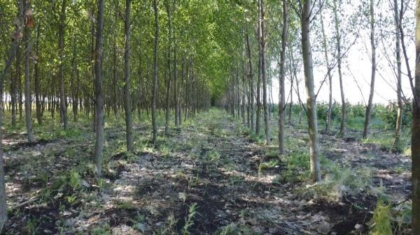 "Comoara" prin care România ar putea ajunge mai aproape de independența energetică. Este și profitabilă: poate genera venituri de 2000€/ha