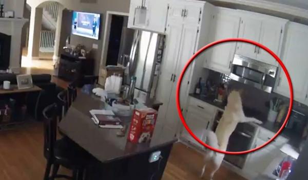 Momentul în care un căţel a provocat, fără intenţie, un incendiu de proporţii în casa stăpânilor. A pornit aragazul încercând să fure mâncare