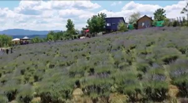 S-a deschis sezonul pozelor în lavandă. Agricultorii şi-au deschis porţile pentru turiştii care vor să se bucure de parfumul florilor