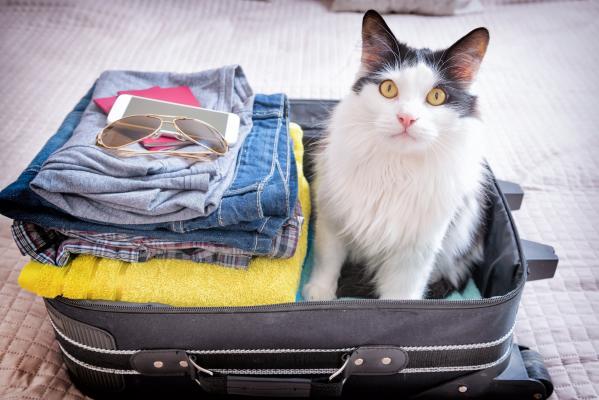 Vacanță cu cățelul sau pisica. Cât costă în plus cazarea animalelor de companie și ce condiții trebuie îndeplinite