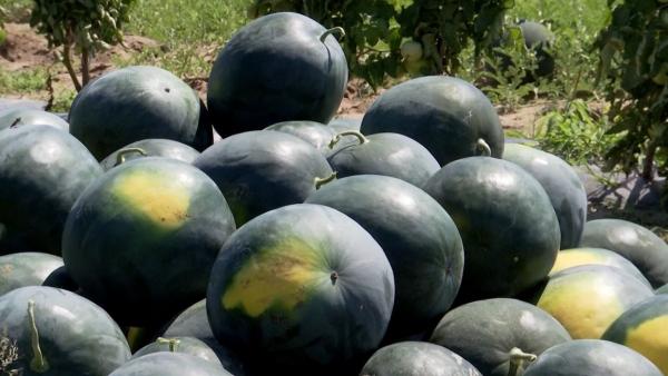 Pepenii, o afacere "dulce" doar pentru unii. Agricultorii spun că în pieţe nu mai au loc de intermediari: "Depinde cum negociezi, cerem 2 lei"