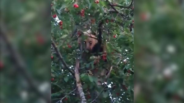 "Băi, eşti nebun la cap! Uite-l!". Pui de urs, prins la furat de cireşe. Căţărat în pom, i-a ignorat pe oamenii adunaţi în jur