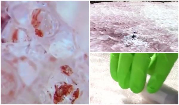 ''Zăpadă sângerie'', vestitoarea dezastrului. Cercetătorii caută o soluție pentru a încetini efectele ireversibile