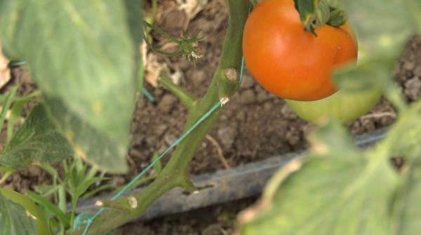 Cum a încercat un producător din Bihor să obţină 3.000 de euro de la stat: a legat roşii coapte pe plante încă verzi