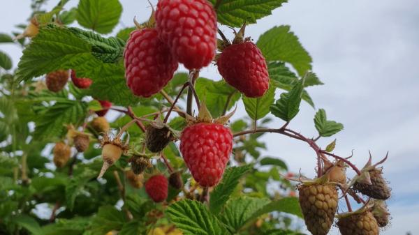 Un fermier din Mureș a dat lovitura în afaceri cu zmeură. Produsul tot mai căutat de români este recomandat și de nutriționiști