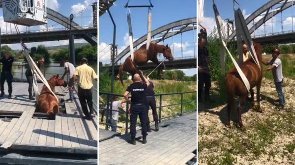 Căluț luat pe sus cu macaraua, după ce a rămas blocat într-un ponton, în Alba Iulia