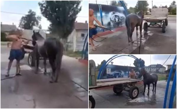 Duş rece la spălătoria cu fise. Un bărbat din Timiş a găsit o metodă inedită de a-şi răcori calul