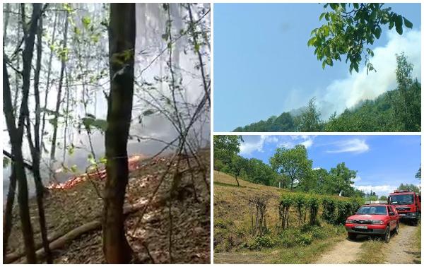 Un bărbat din Maramureş a dat foc pădurii Firiza ca să le dea de lucru pompierilor: „Să nu mai stea pe TikTok”