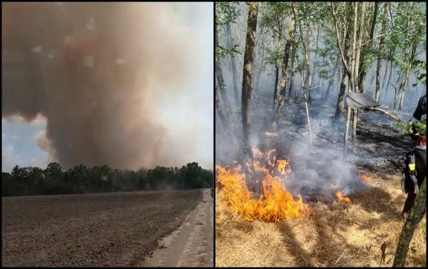 Incendiu de vegetaţie în Vrancea. Focul a cuprins peste 40 de hectare de pădure şi 50 de hectare de vegetaţie uscată