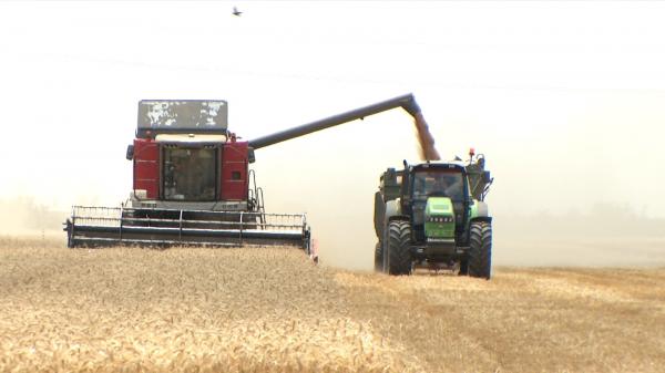 Grânarul Europei se transformă în polul secetei. "Numai beţe, restul, mai nimic"