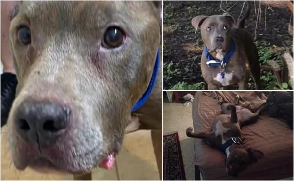 Momentul emoţionant în care o femeie din Florida îşi regăseşte câinele mult iubit. Opt ani nu a ştiut nimic de el