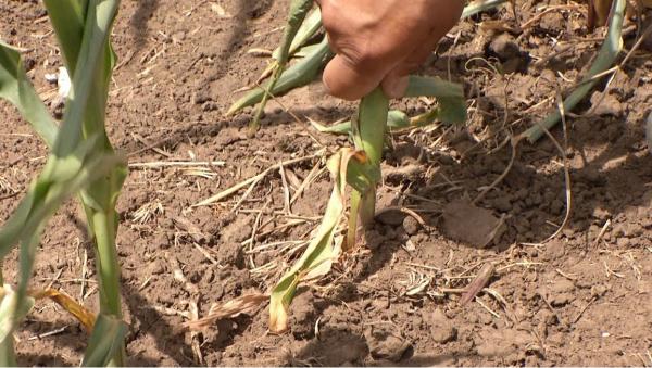 "E ruşinos ceea ce se întâmplă în România". Agricultură cu acatiste: fermierii se roagă să plouă după ce sistemel de irigaţii au fost distruse