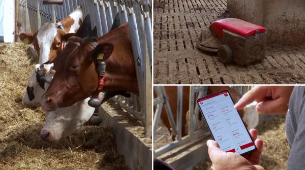 Fermă SF în Timiș: Vacile ascultă Mozart şi Vivaldi, iar roboții mulg, dau de mâncare și curăță grajdurile