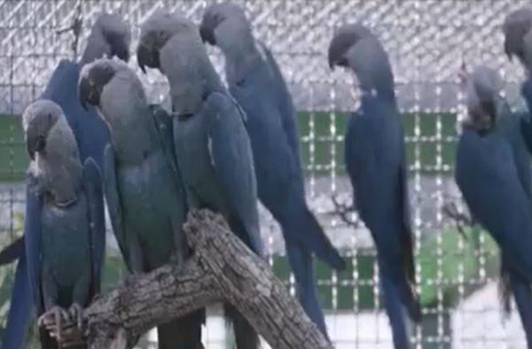 Specia de papagal albastru brazilian, denumită Spix, a fost salvată. Un stol este din nou în sălbăticie