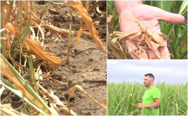 Seceta îi aduce pe agricultori în pragul falimentului. Fermierii sunt nevoiţi să-şi vândă inclusiv animalele: ''Este un an cu pierderi colosale''