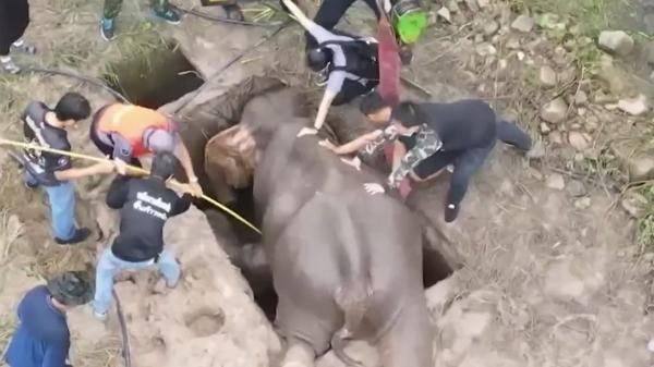 Operaţiune emoţionantă de salvare pentru un pui de elefant şi mama lui, prinşi într-o capcană, în Thailanda