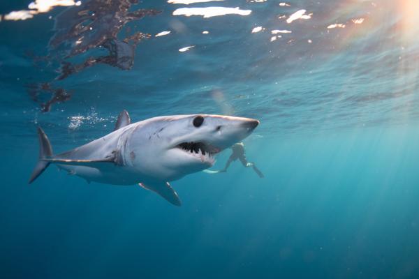 Rechinii au migrat aproape de ţărmul Mediteranei, gata de atac. Biologii estimează riscul ca prădătorii să ajungă în Marea Neagră